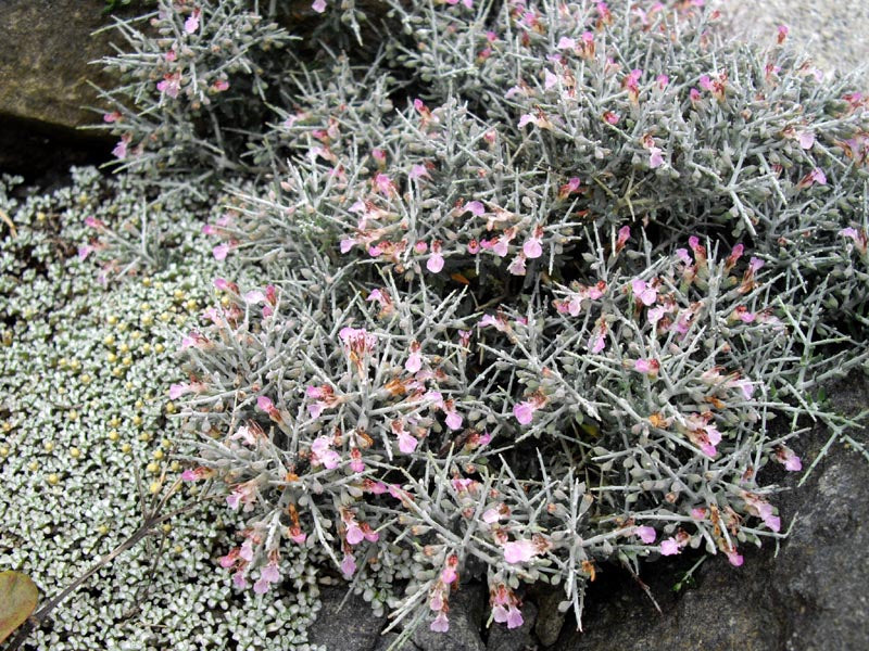 Teucrium subspinosum