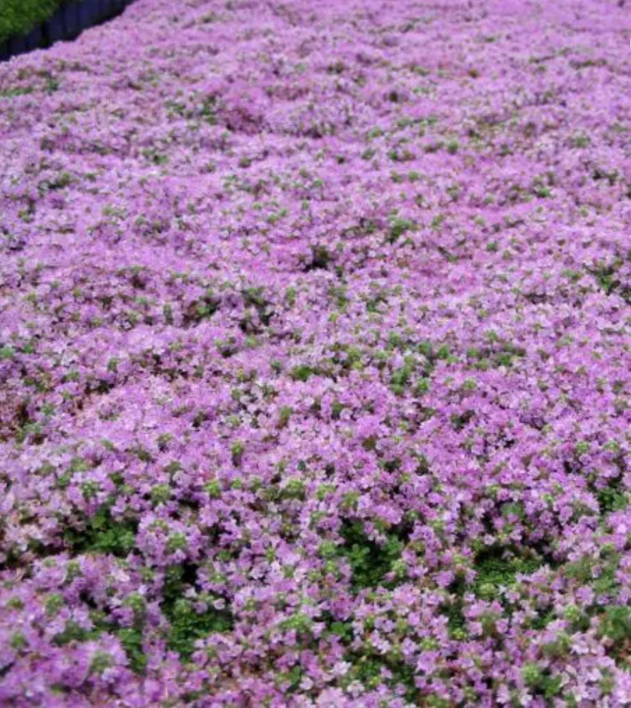 Thymus serpyllum 'Elfin'