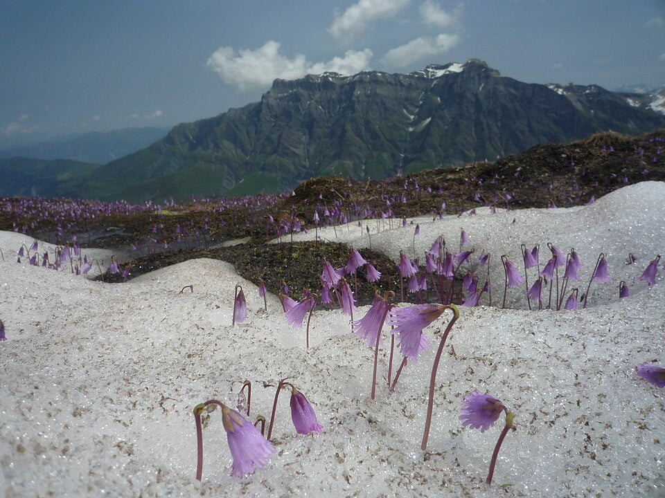 Soldanella pusilla syn. Soldanella alpina