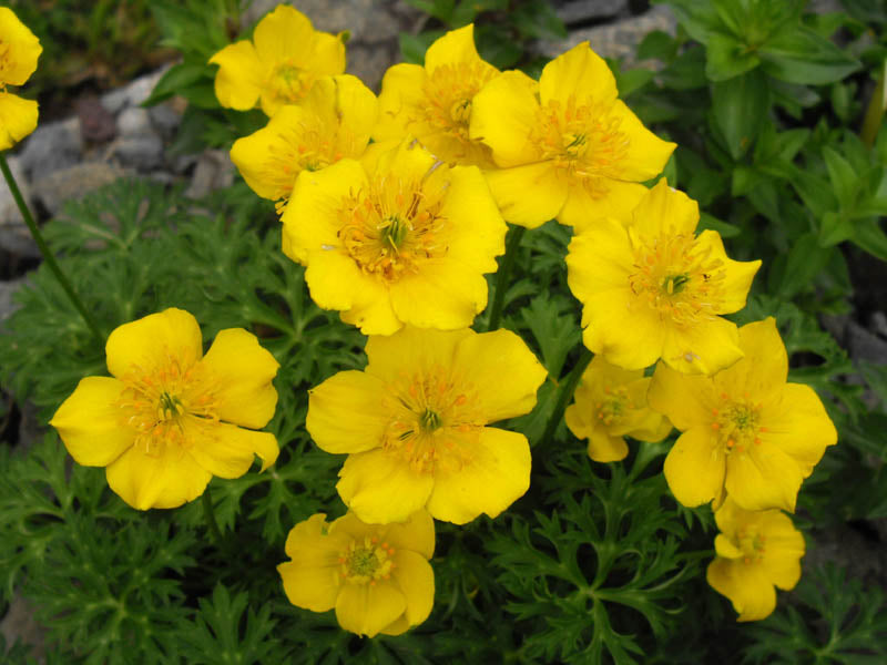 Trollius pumilus