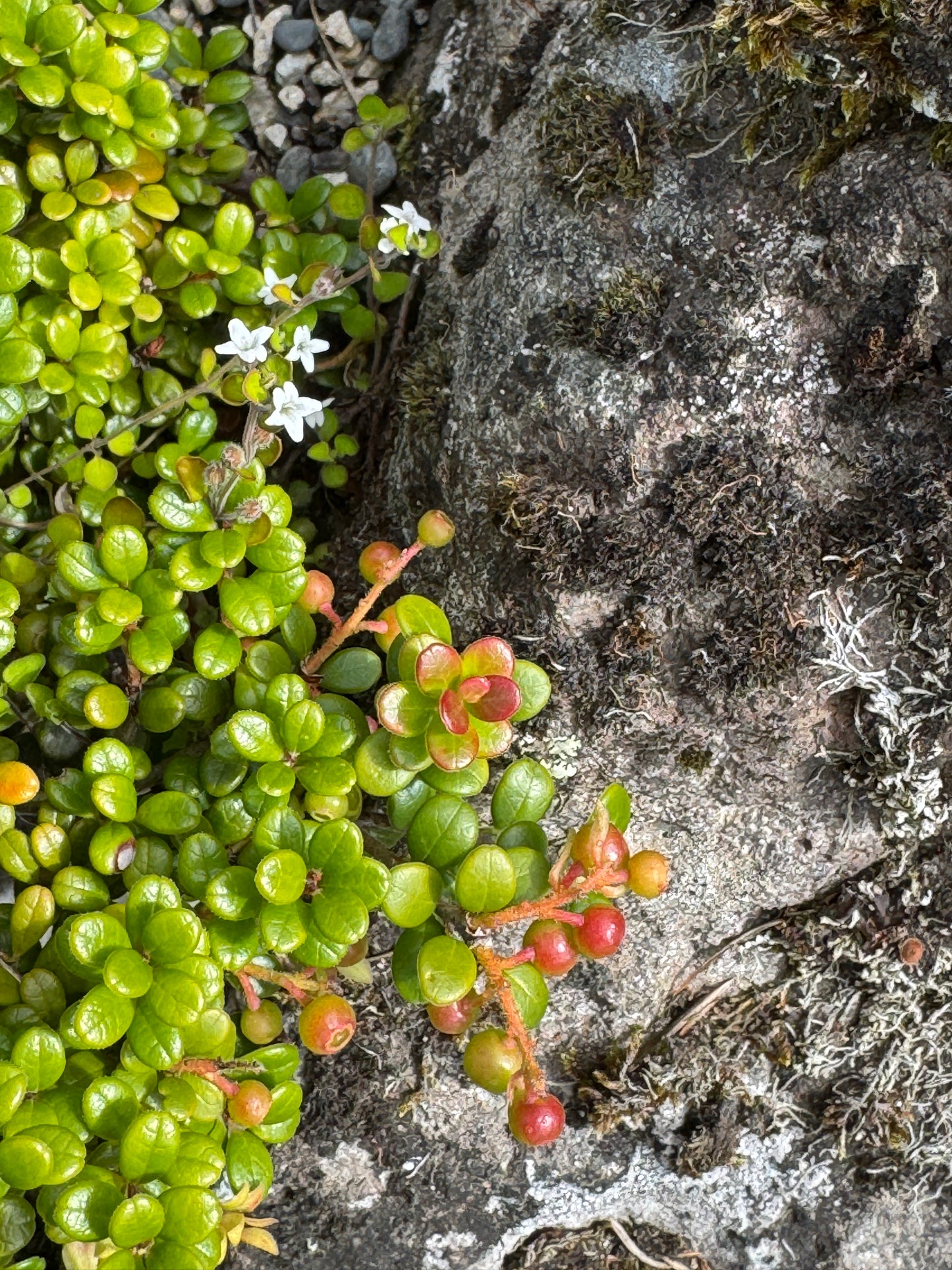 Vaccinium delavayii