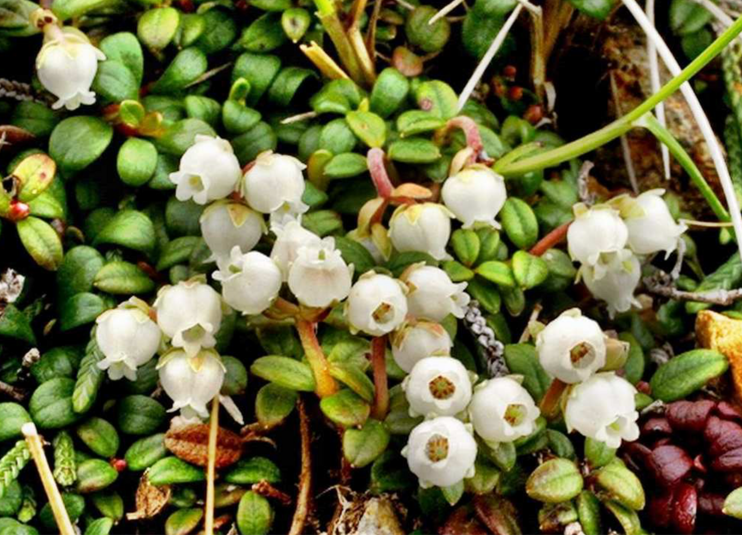 Vaccinium delavayii