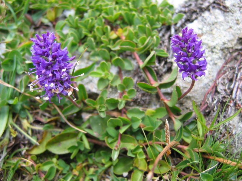 Veronica allioniii