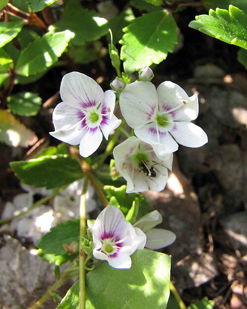 Parahebe  syn. Veronica lyallii