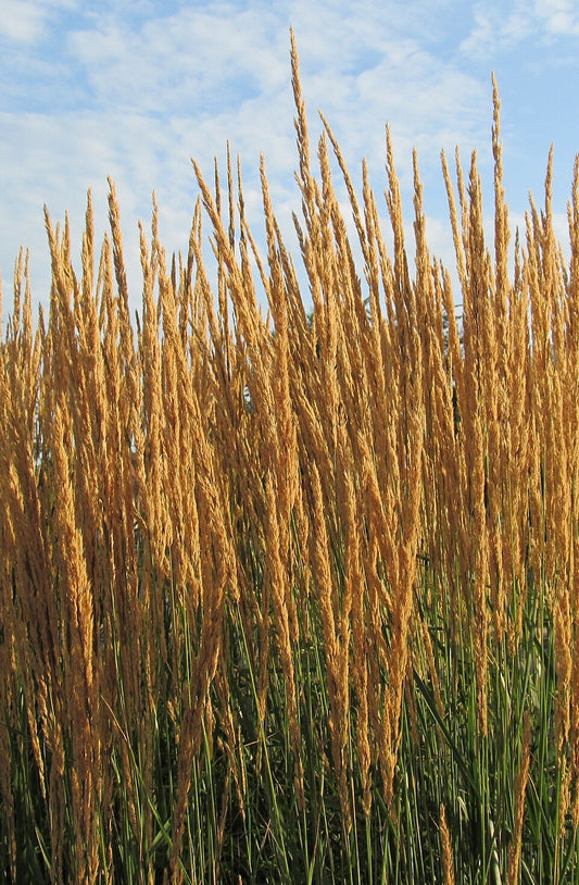 Calamagrostis x acutiflora ‘Karl Foerster’