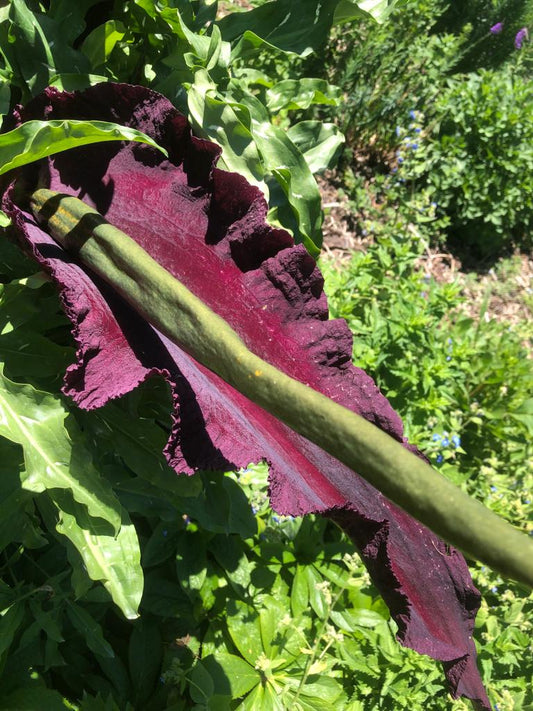 Dracunculus vulgaris