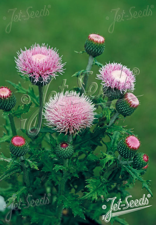 Cirsium japonicum 'Pink Beauty'
