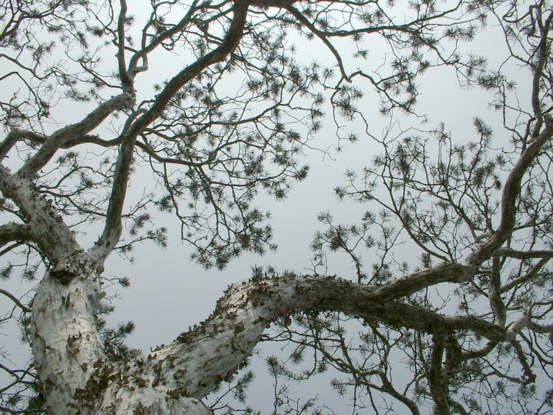 Pinus bungeana