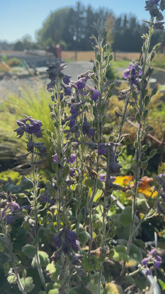 Delphinium vestitum