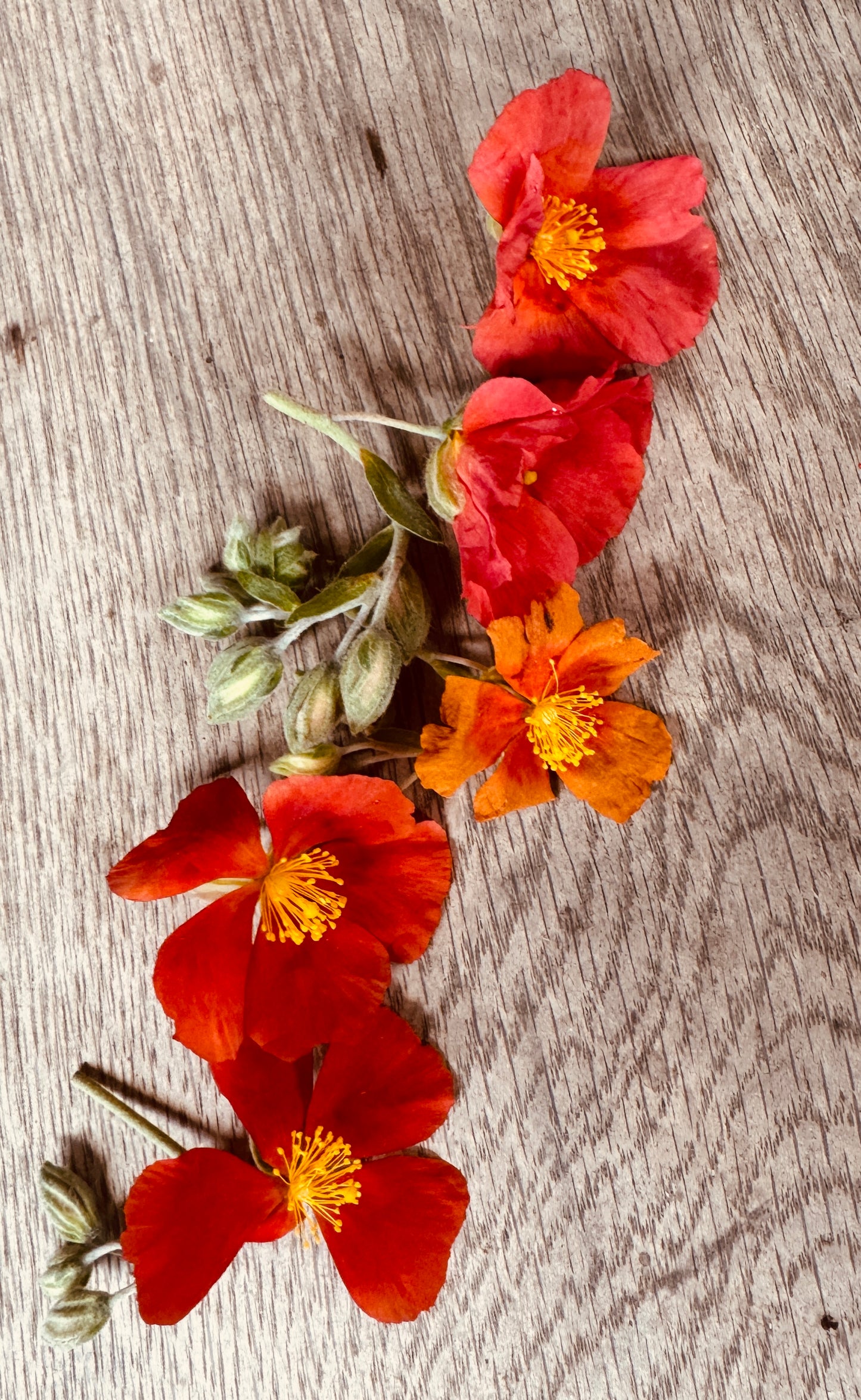 Helianthemum 'Copper Pin' is it the same as 'Henfield Brilliant'